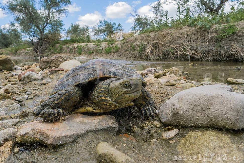 Galápago leproso (Mauremys leprosa)